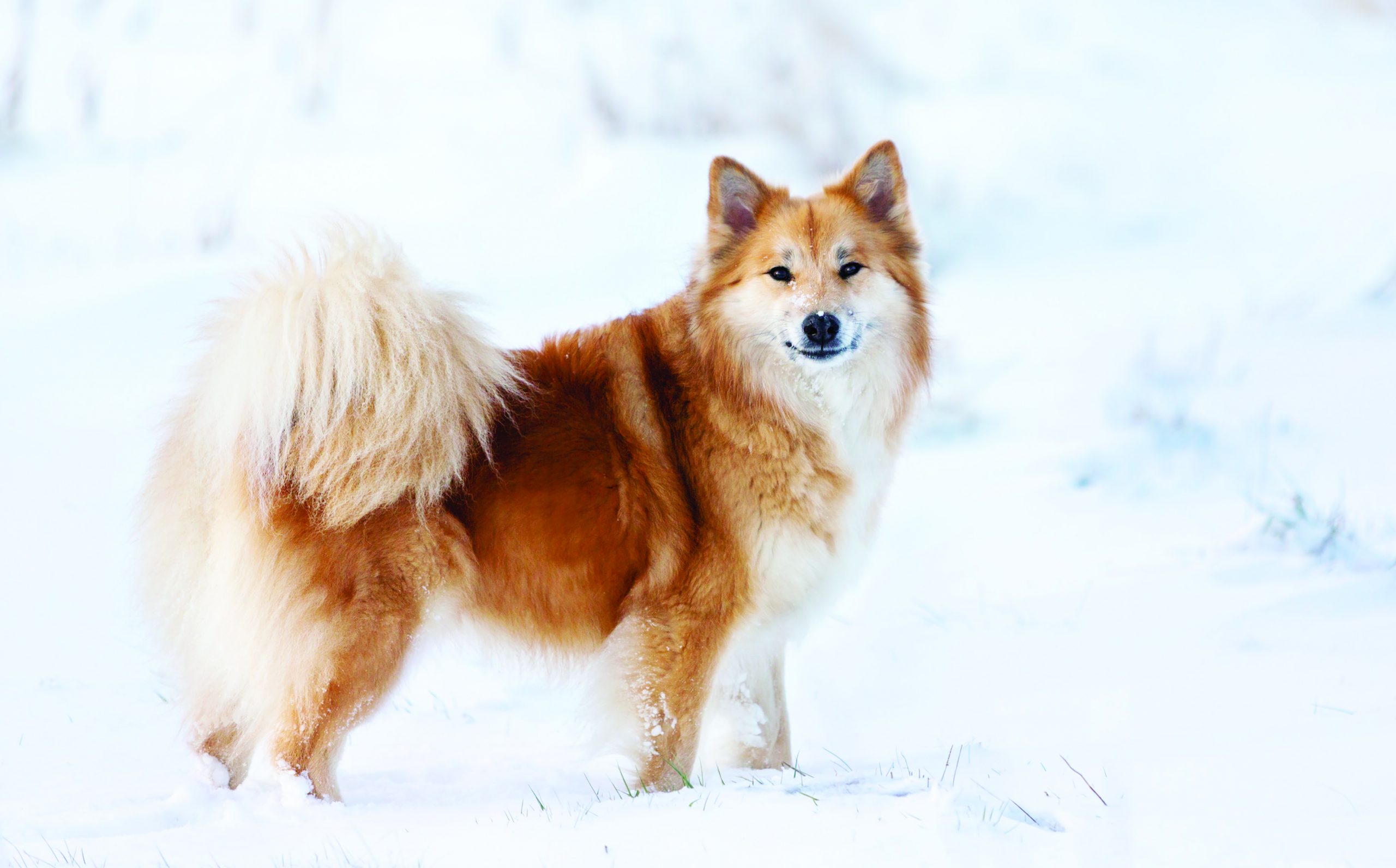 Why Do Icelandic Sheepdogs Bark