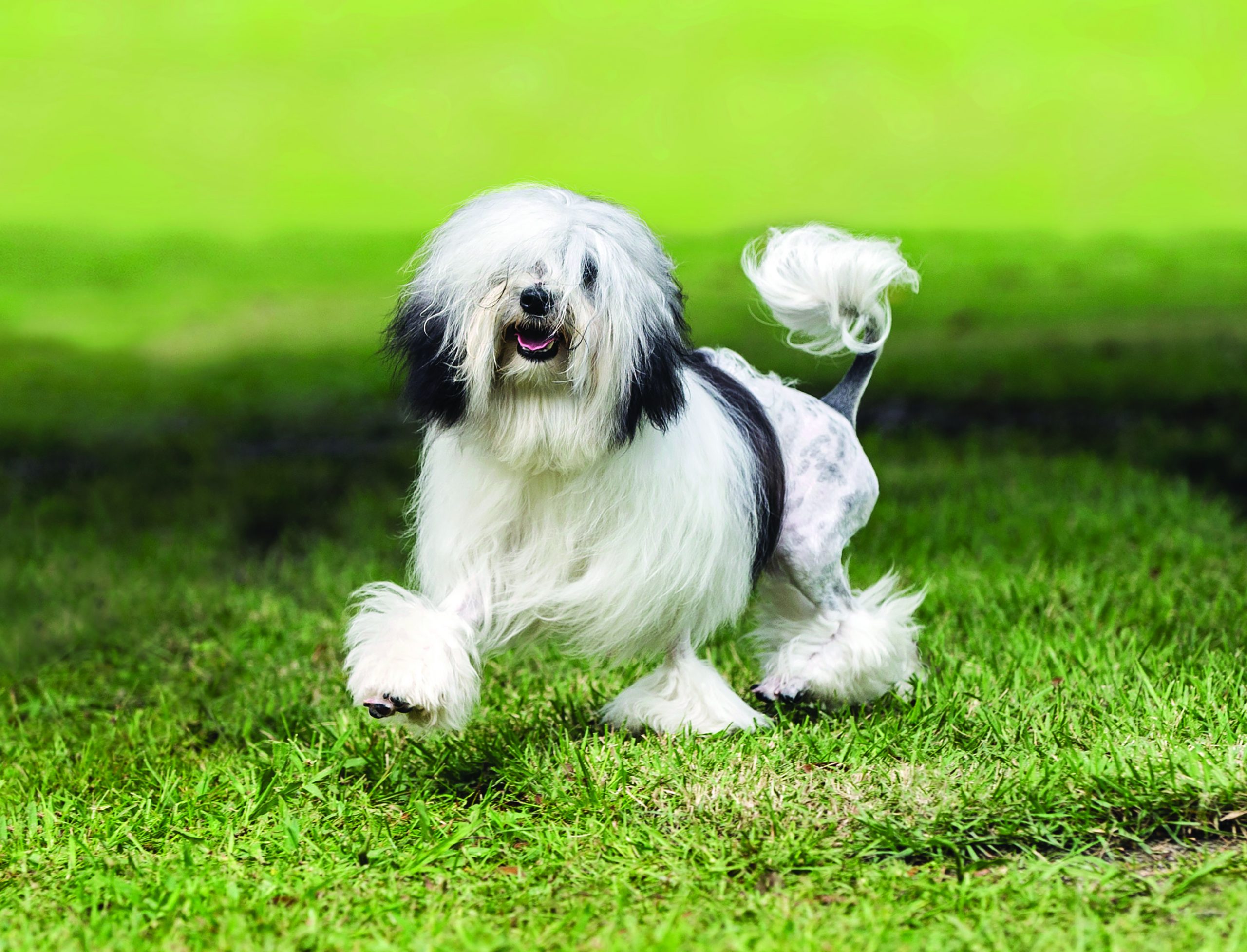 Lowchen Dog Breed Info | Petfinder