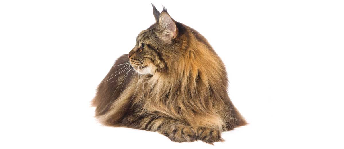 Maine Coon Cat Breed Info | Petfinder