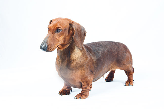 Miniature Dachshund Dog Breed Info | Petfinder