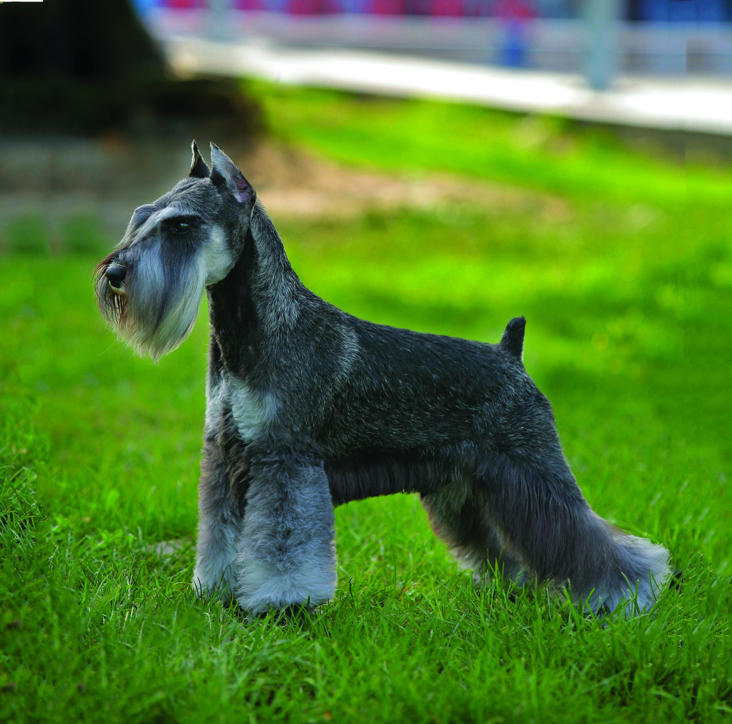 Miniature Schnauzer Dog Breed Info