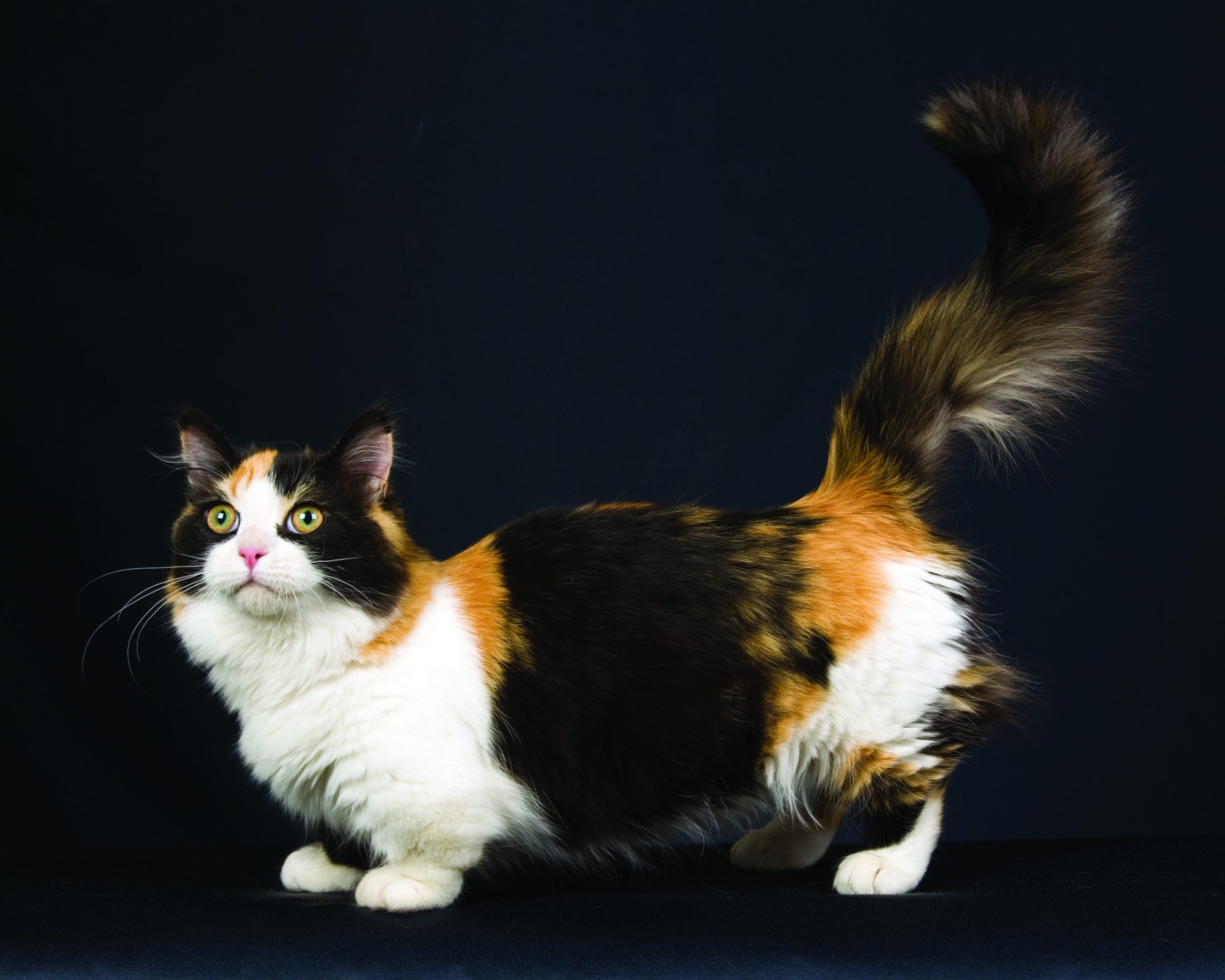 Munchkin Longhair - Cat Breeds