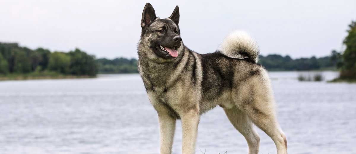 What Dogs Are From Norway
