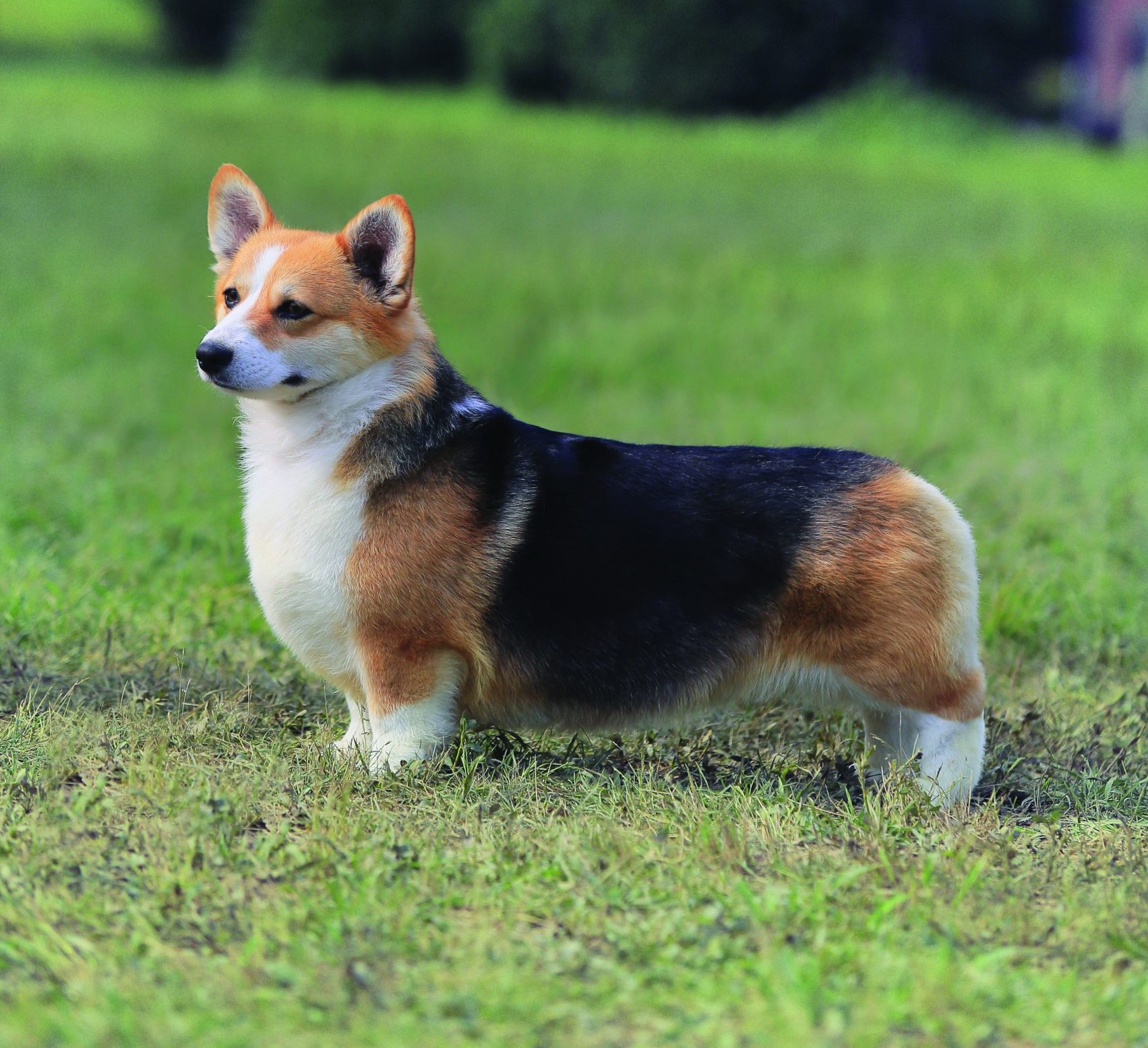 Pembroke Welsh Corgi Dog Breed Information