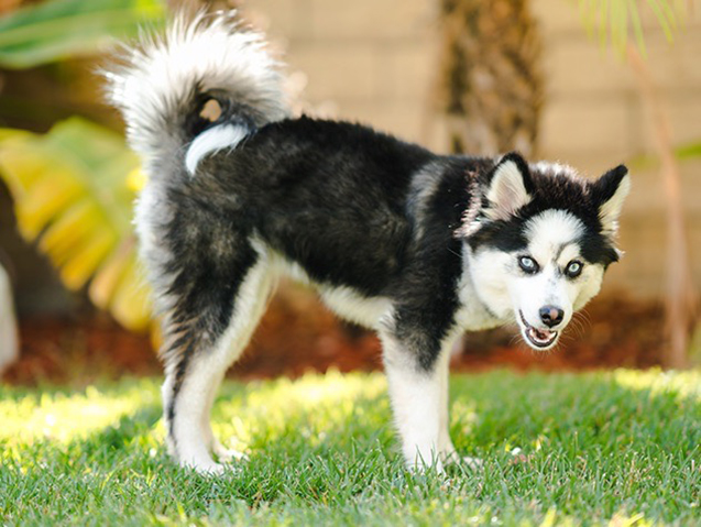 Pomsky Dog Breed Information |