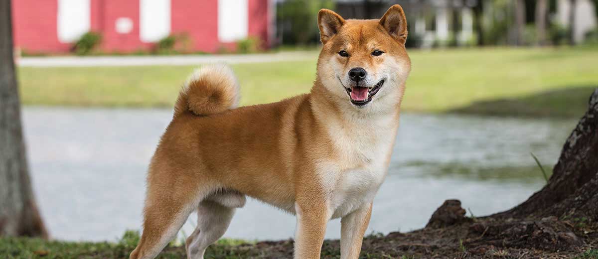 Inu