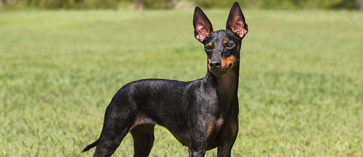 Toy Manchester Terrier Dog Breed Info
