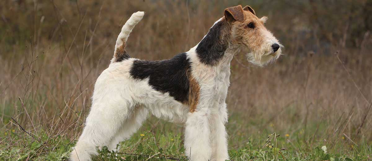 masse kontakt bundt Wire Fox Terrier Dog Breed Info | Petfinder