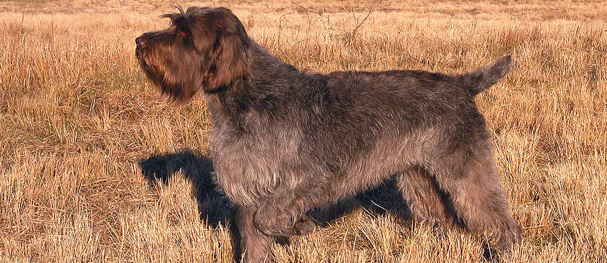 Wirehaired Pointing Griffon Dog Breed Info | Petfinder