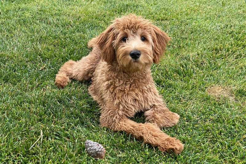 Tan Goldendoodle laying in grass