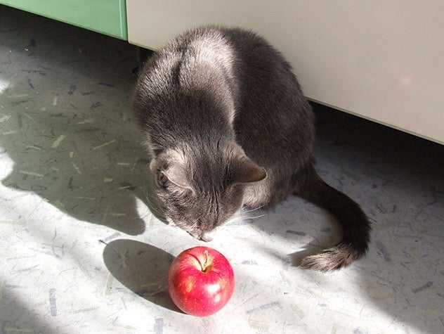 can cats eat apples