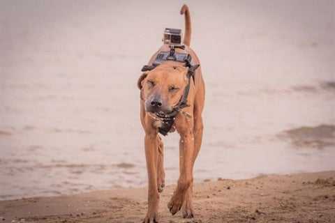 5-tips-for-using-a-gopro-with-your-dog-6