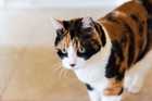 Calico cat with green eyes