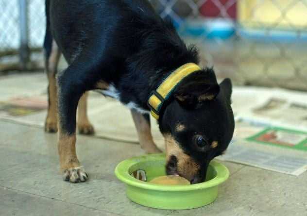 dog eating dish