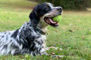 black and white sporting dog laying in field with a tennis ball in its mouth