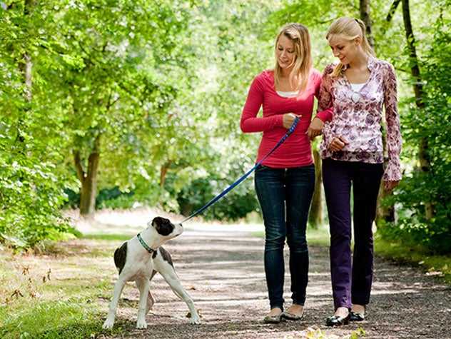 Roommates walking with dog