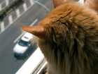 Cat looking at the traffic