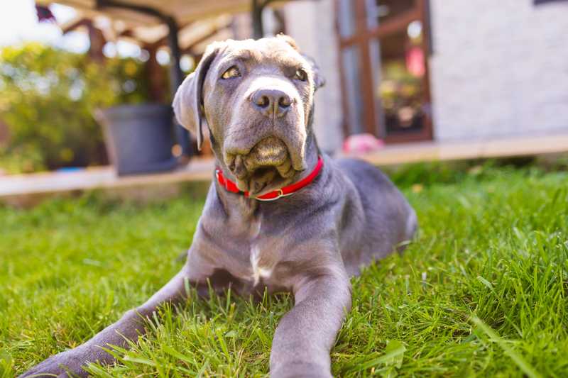 Gray Cane Corso laying on grass in back yard