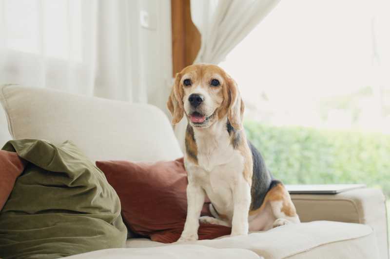 Beagle sitting on white couch