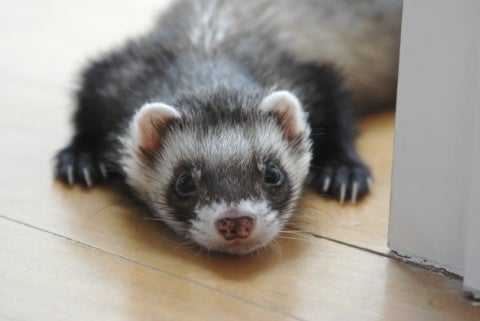 Tips On Cleaning Ferret Ears