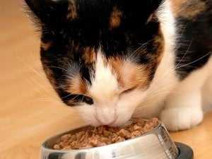 Wet Cat Food Calorie Count