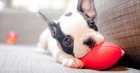 Frenchie puppy chewing on toy
