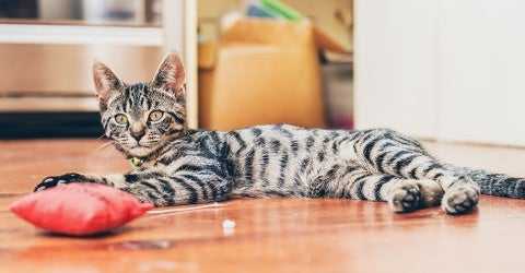 How To Improve Your Cat or Kitten's Socialization