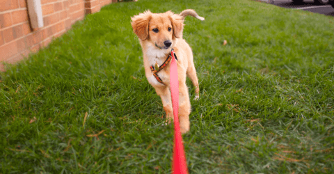 How To Potty Train A Dog