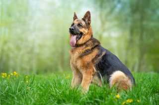 German shepherd dog sitting in grassy field