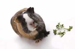 Is a guinea pig right for you