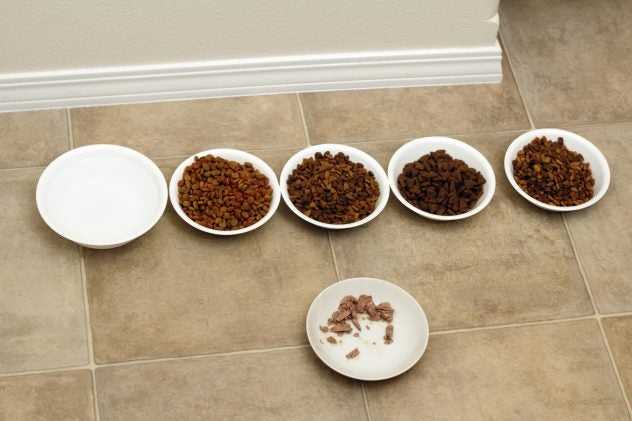 wet or dry food for cats