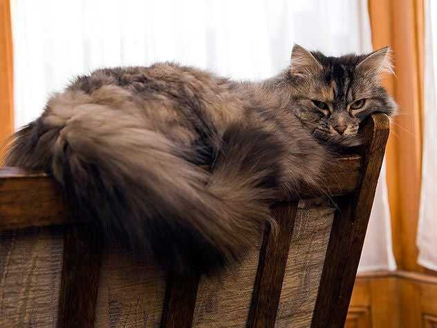 cat on top of chair