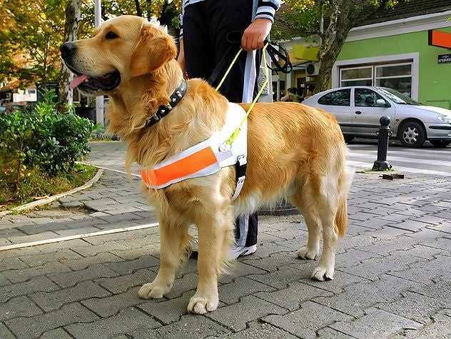 Service Dog Waiting 