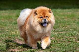 Utility dog, chow chow breed, running in grassy field