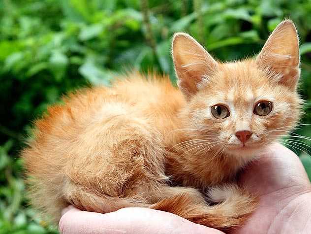 Cat sitting on the palm 