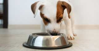 Puppy eating out of a bowl