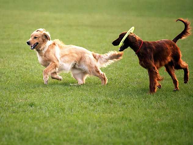 dog park bullies