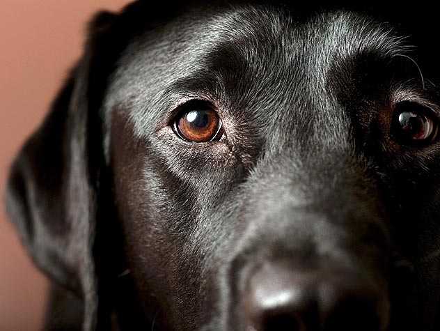 epilepsy in dogs