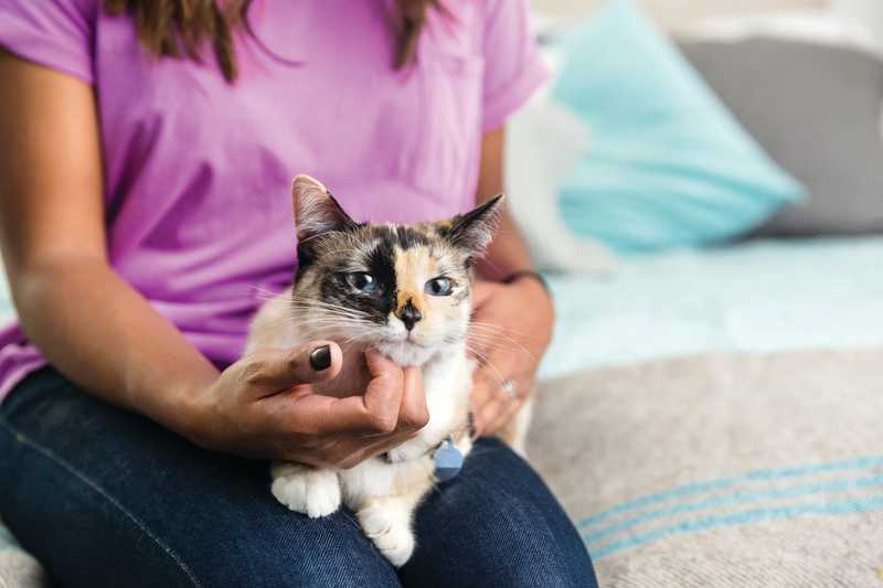 Girl holding a cat
