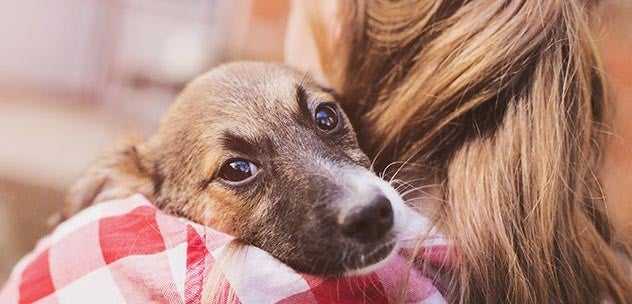 Local Pet Adoption Event