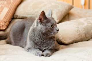 gray cat laying on couch with pillows