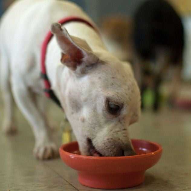 dog eating out of bowl