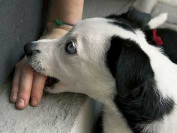 Photo inspiration: Dog Mouthing Why Dogs Do It How To Stop It Photo Inspiration