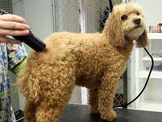 How to Find a Groomer for Your Pet