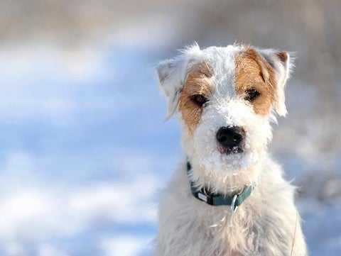 How to Help Pets with Arthritis Stay Comfortable In the Cold