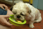 Dog licking food in the bowl