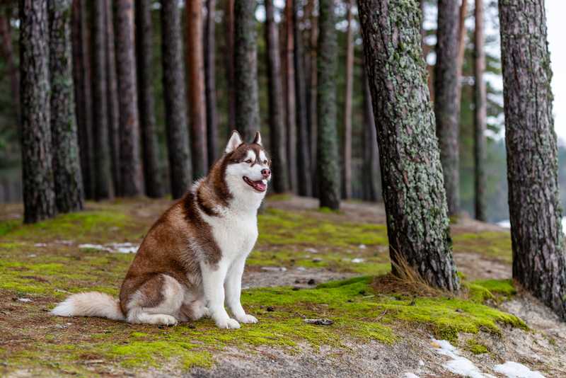 Husky sitting on mossy earth among the trees