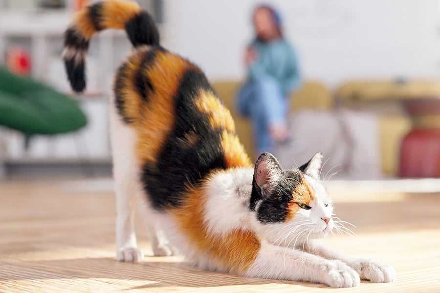 Calico cat stretching in sunshine