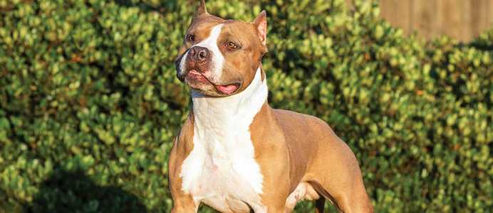 American Staffordshire Terriers