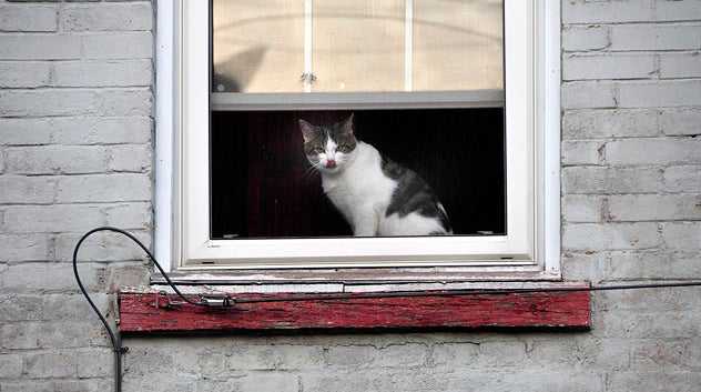 cat sitting at window